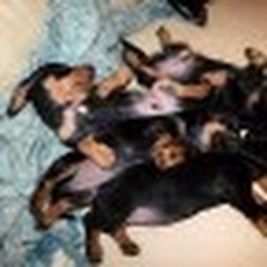 Meet your Posher, Hugh